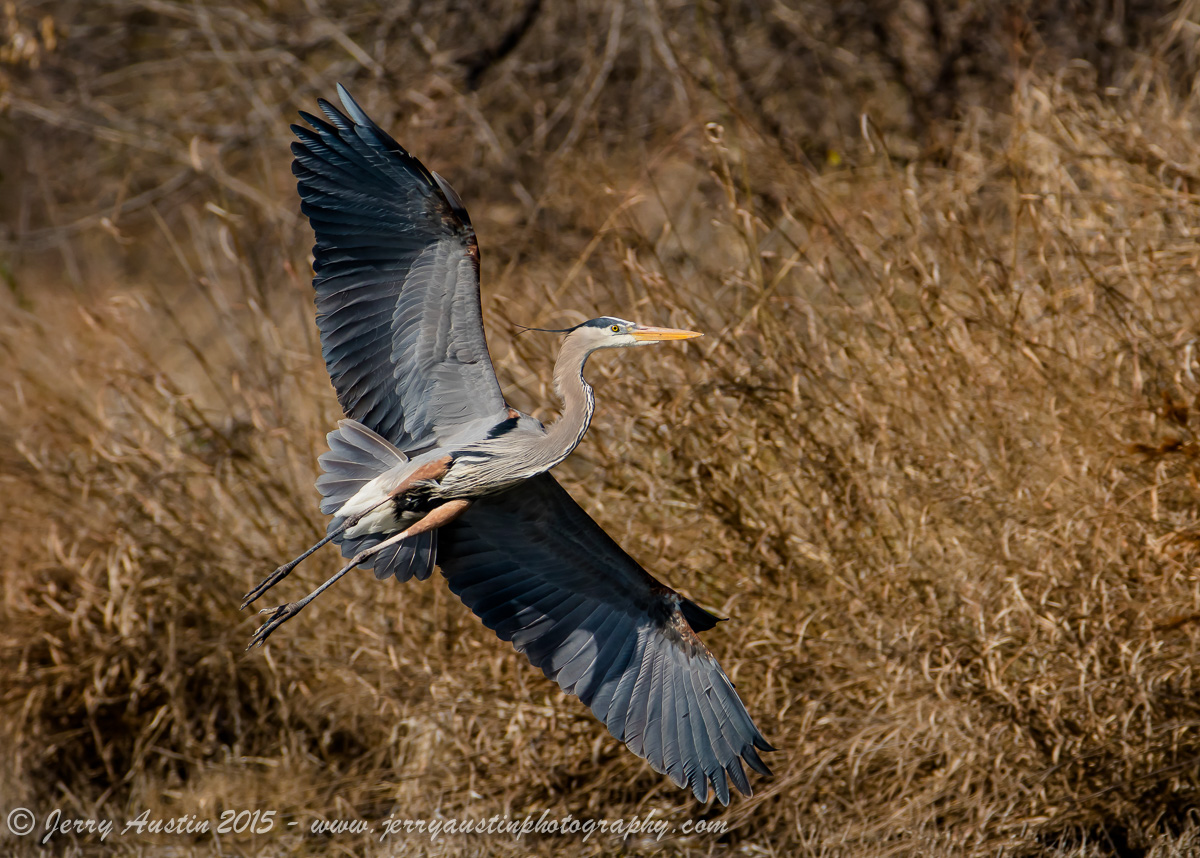 Flaring Heron