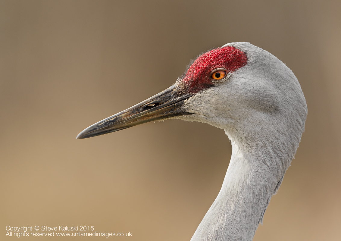 Sandhill Crane