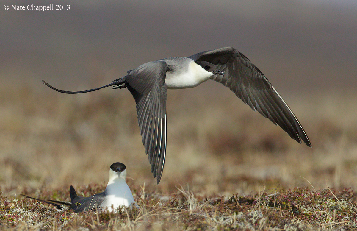 Long-tailed Jaegers