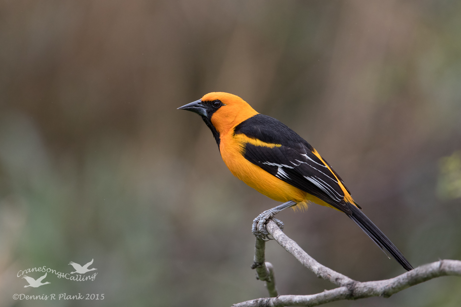 Altamira Oriole & repost