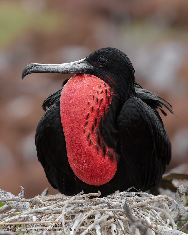 Magnificent Frigatebird