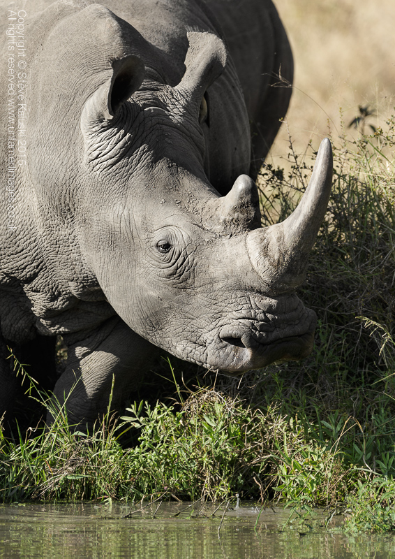 White Rhino