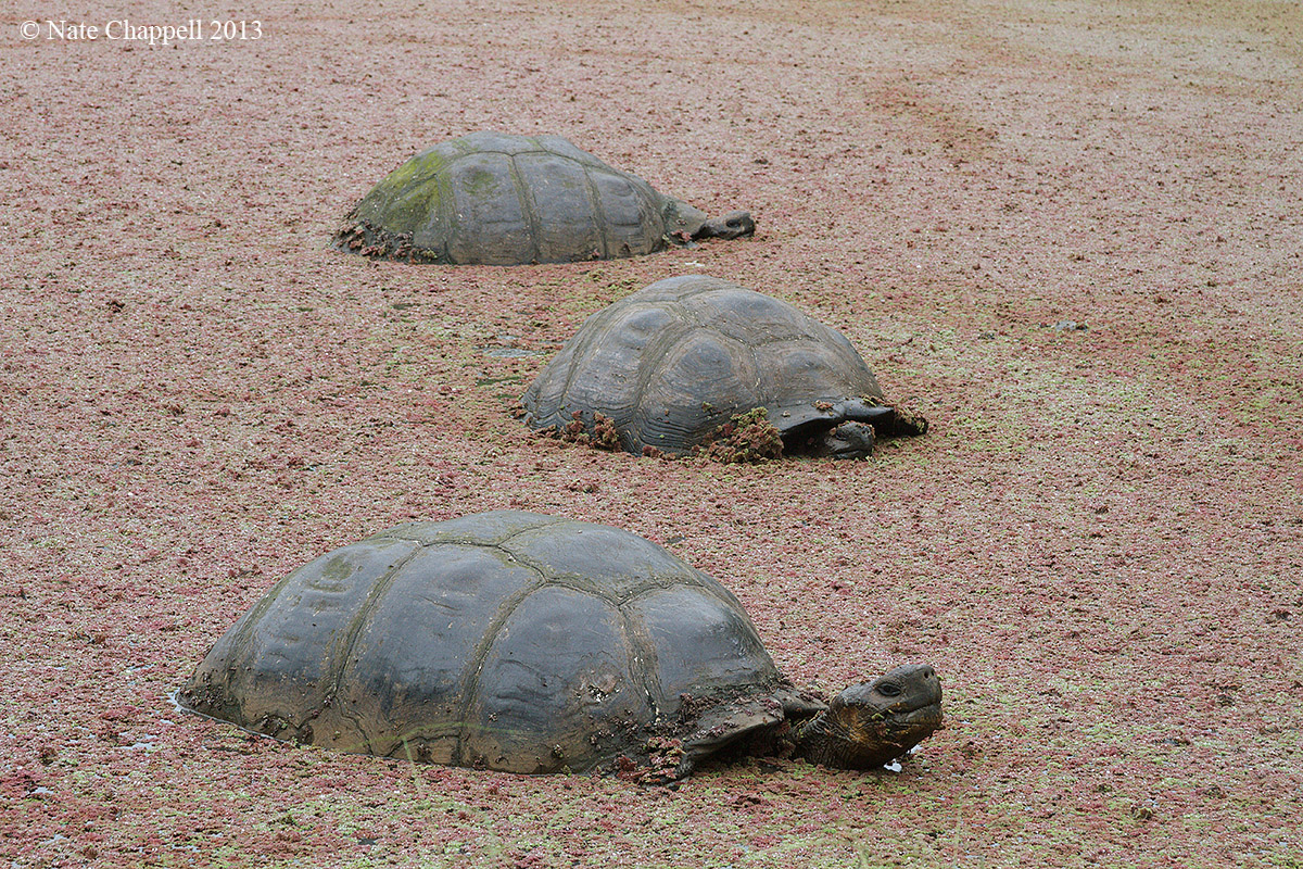 Galapagos Tortoises