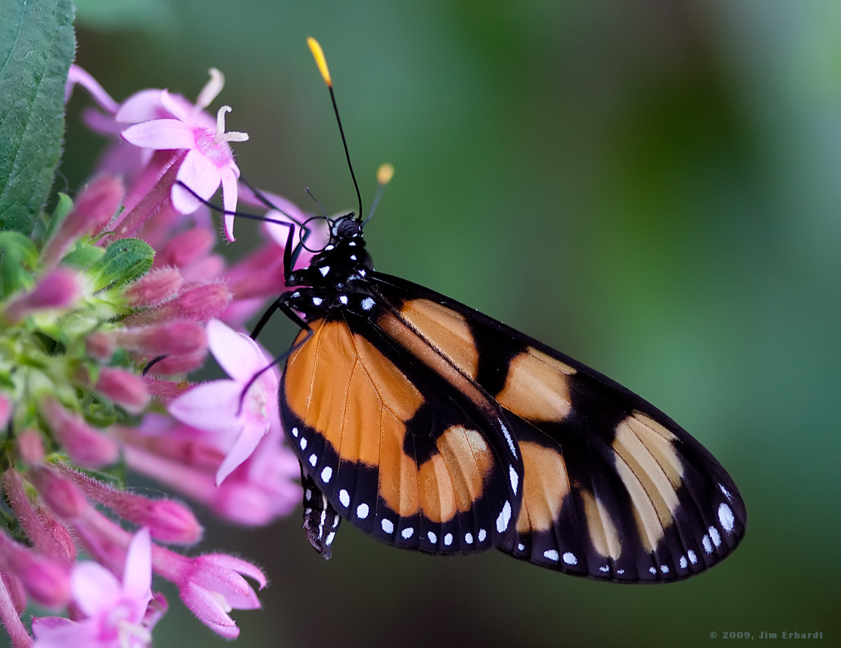 Thyridia Psidii