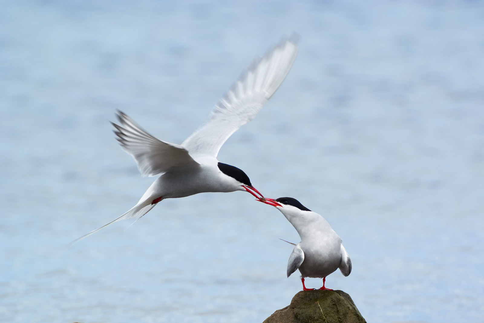 Arctic terns