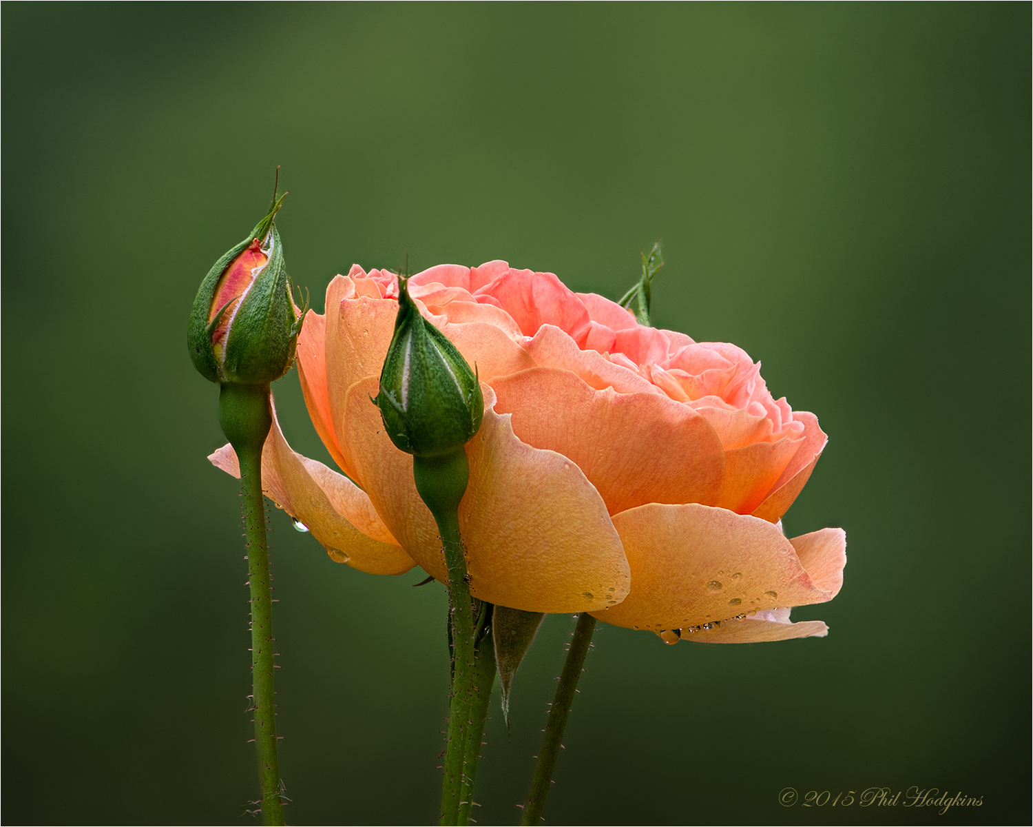 Pat Austin Rose