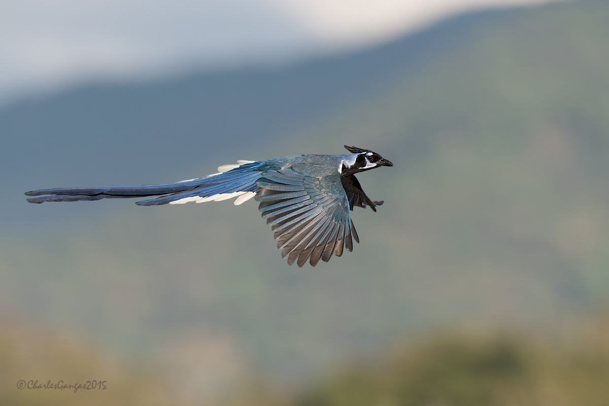 Black-throated Magpie