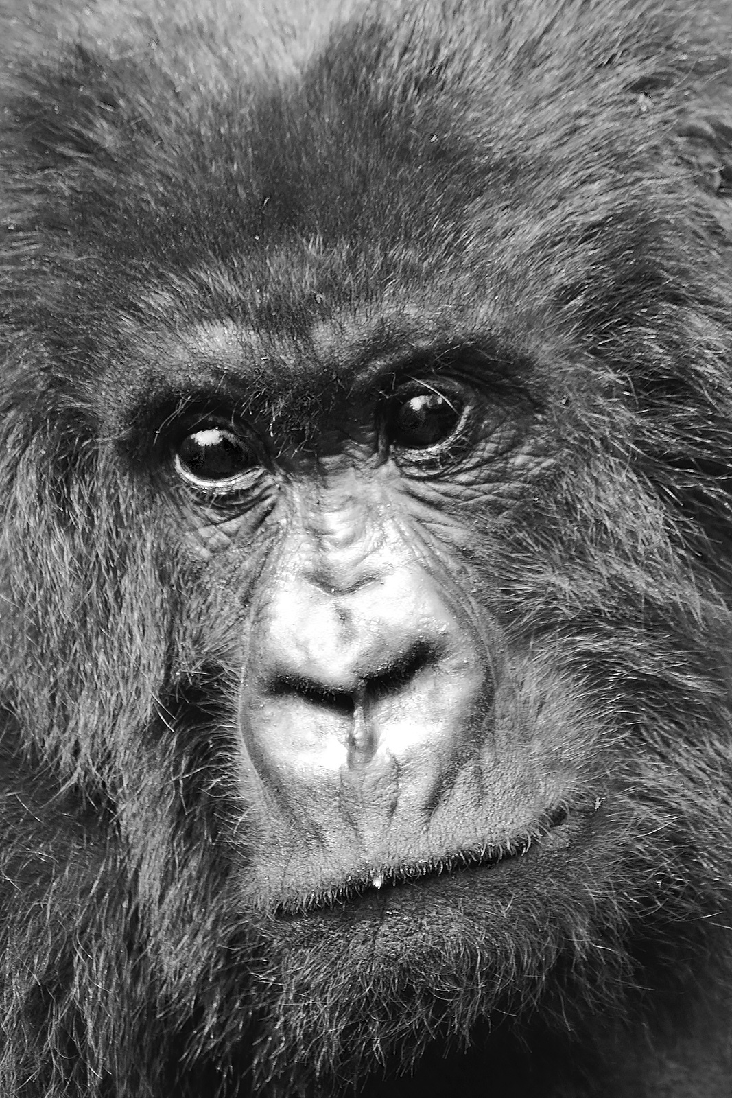 mountain gorilla female