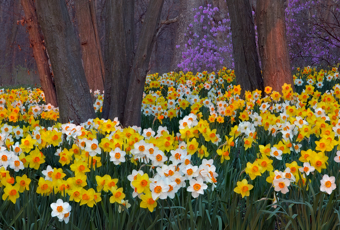 Updated + Daffodil Perseverance