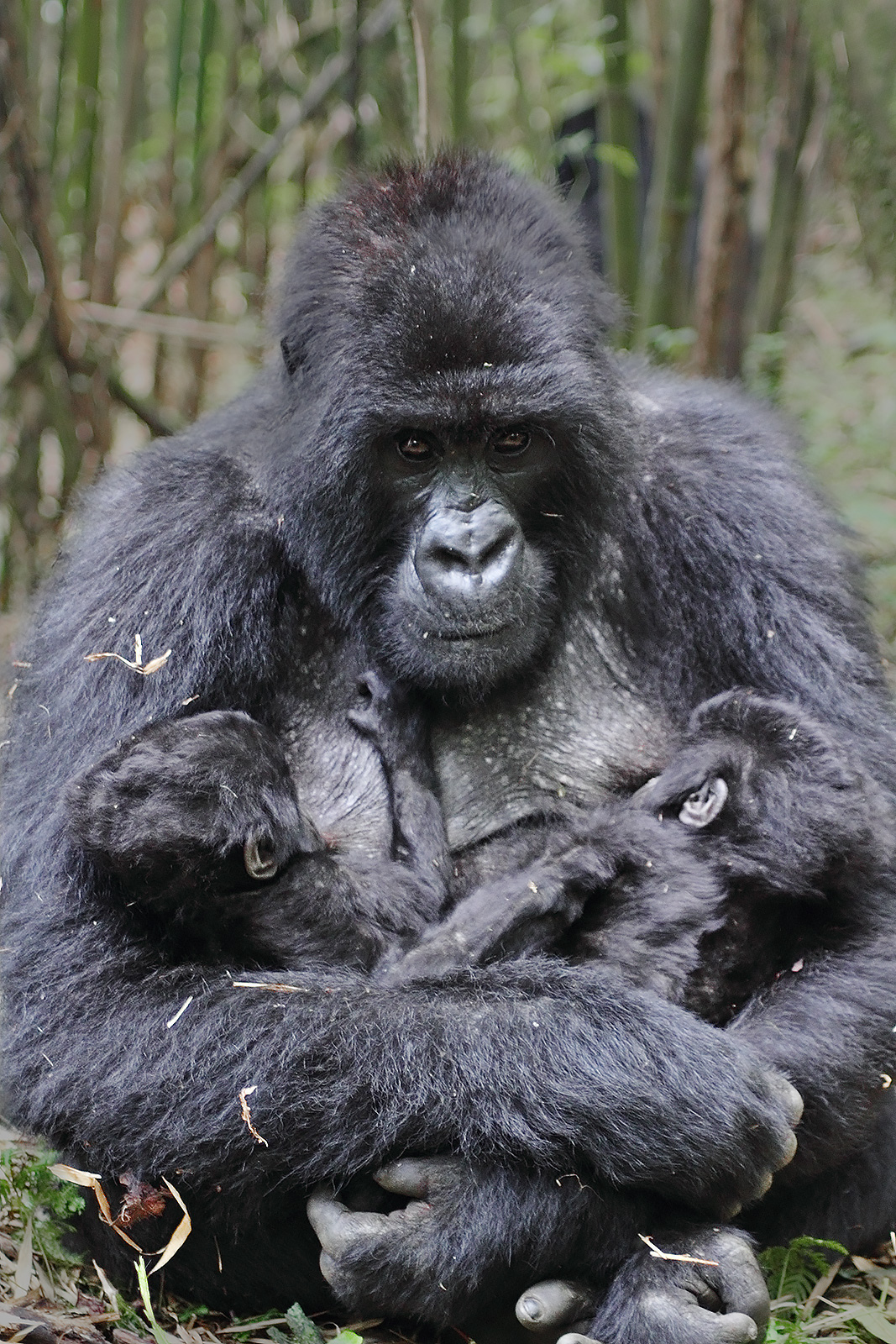 Mother and twins