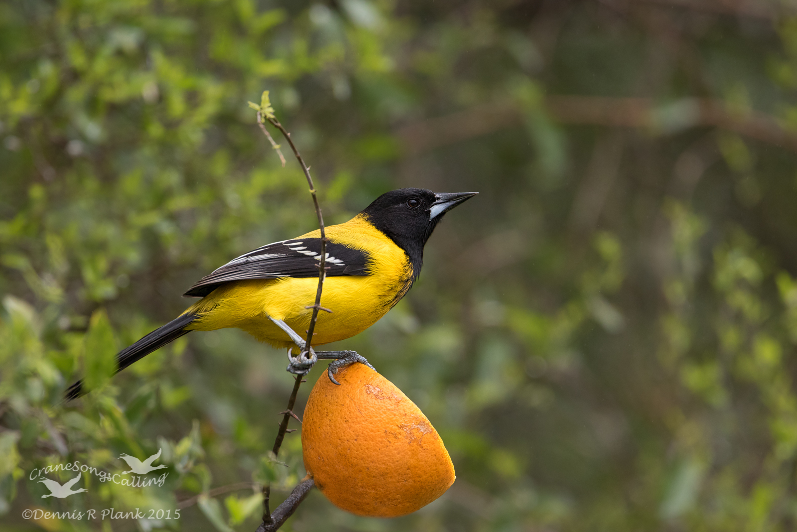 Audubon's Oriole