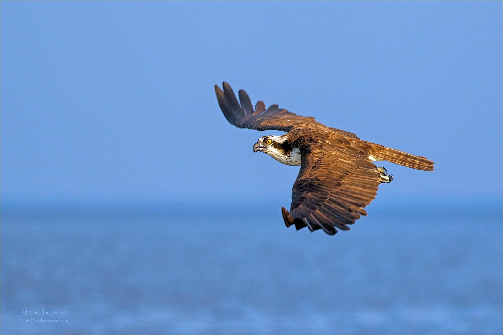 Way Out Osprey
