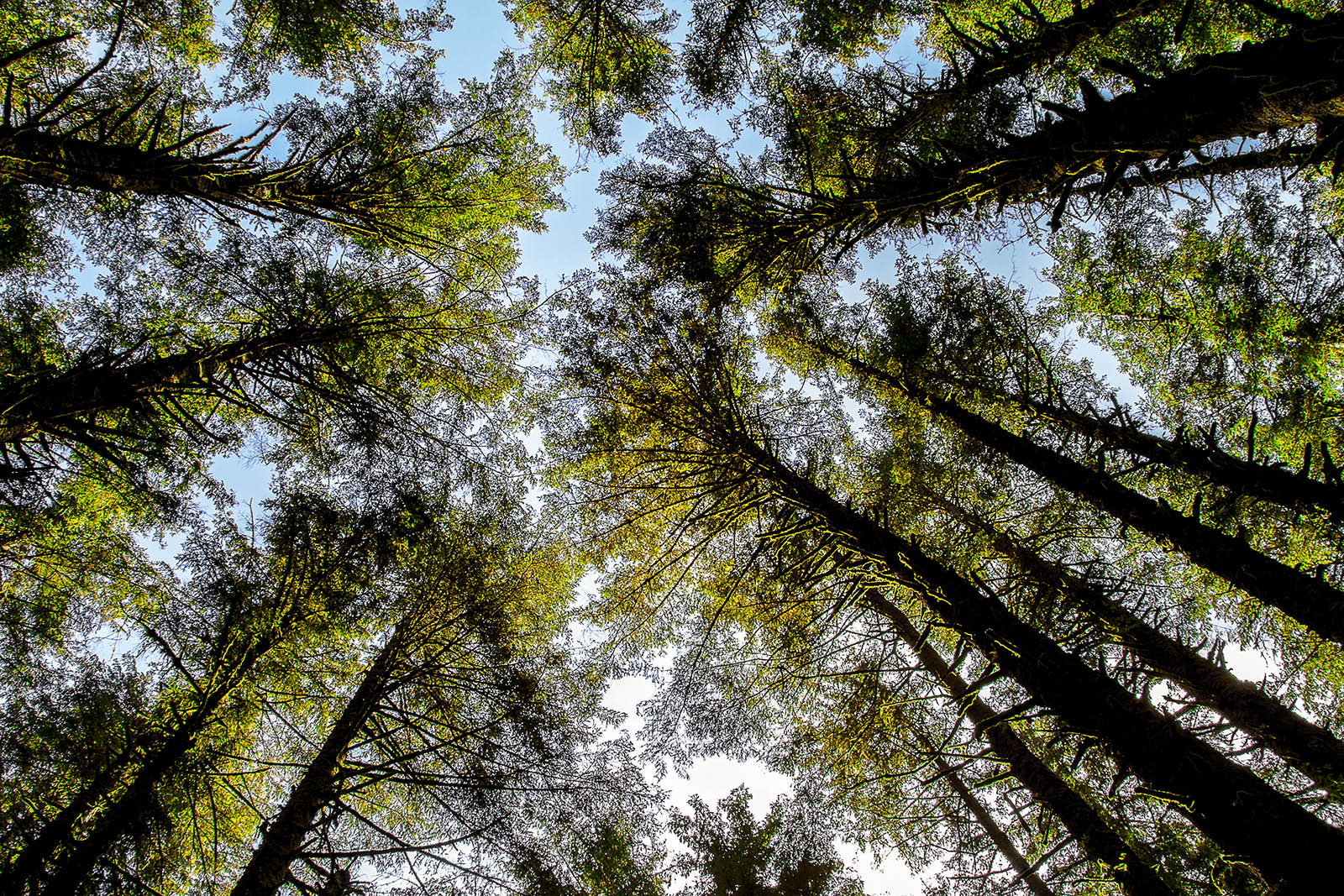 Looking Up