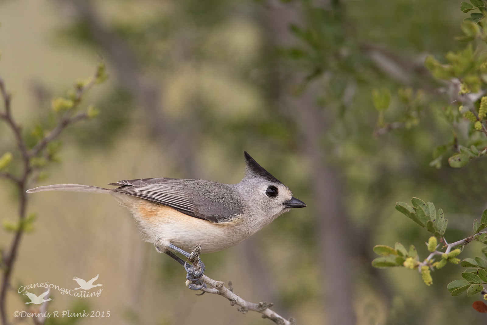 Black-crested Titmouse
