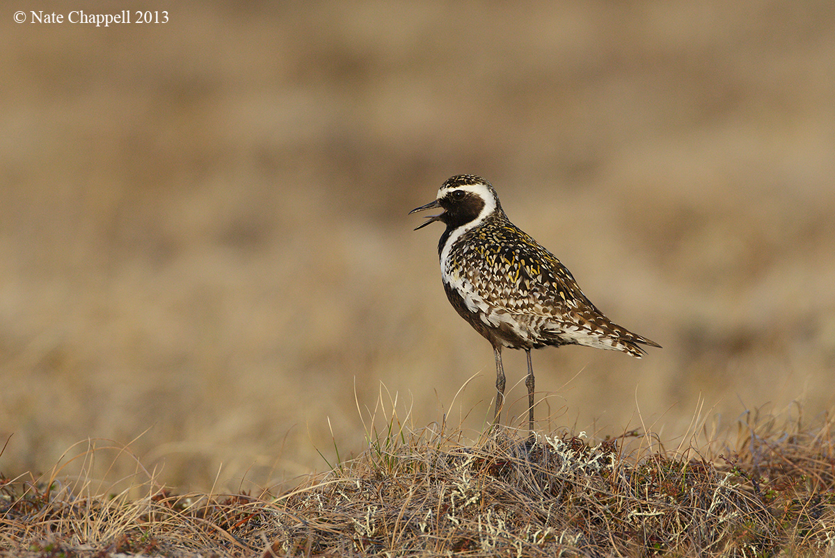 Pacific Golden Plover