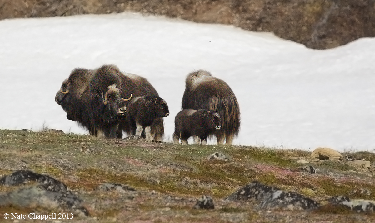 Musk Oxen w/young