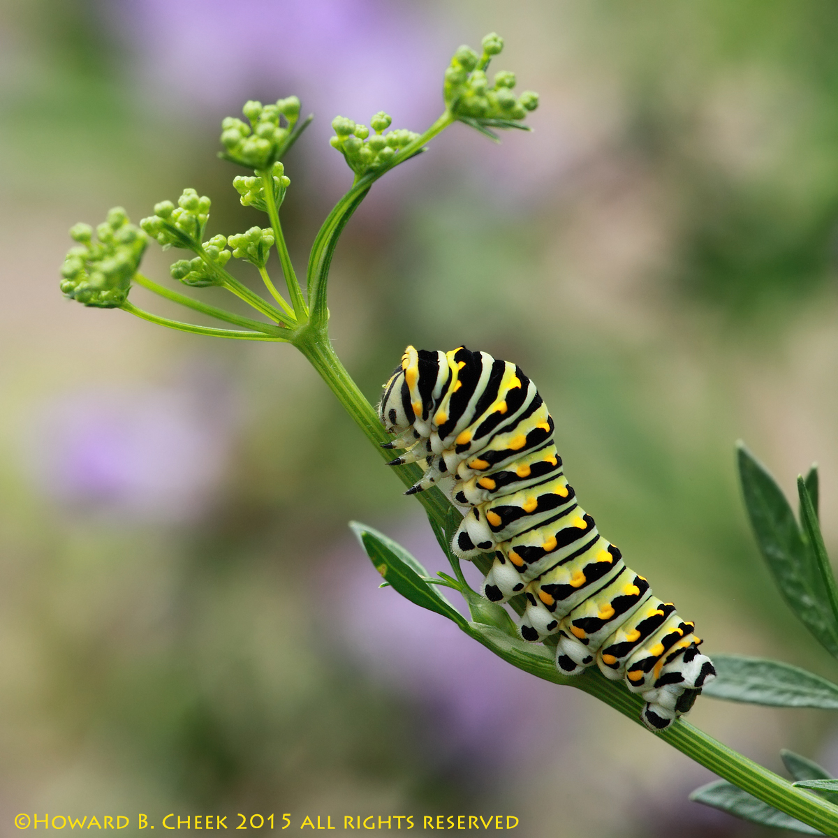 Black Swallowtail Cat