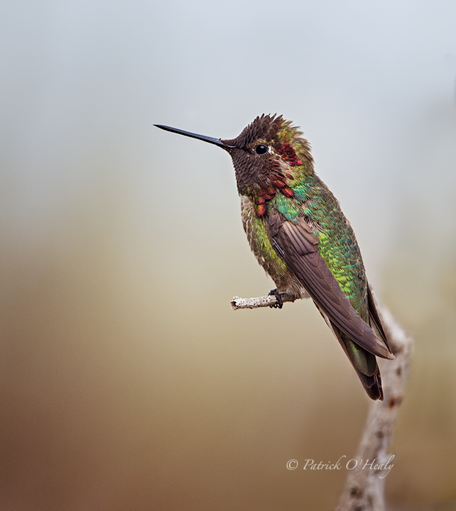 Anna's hummingbird