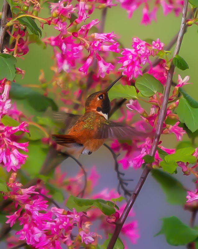 Hummingbird