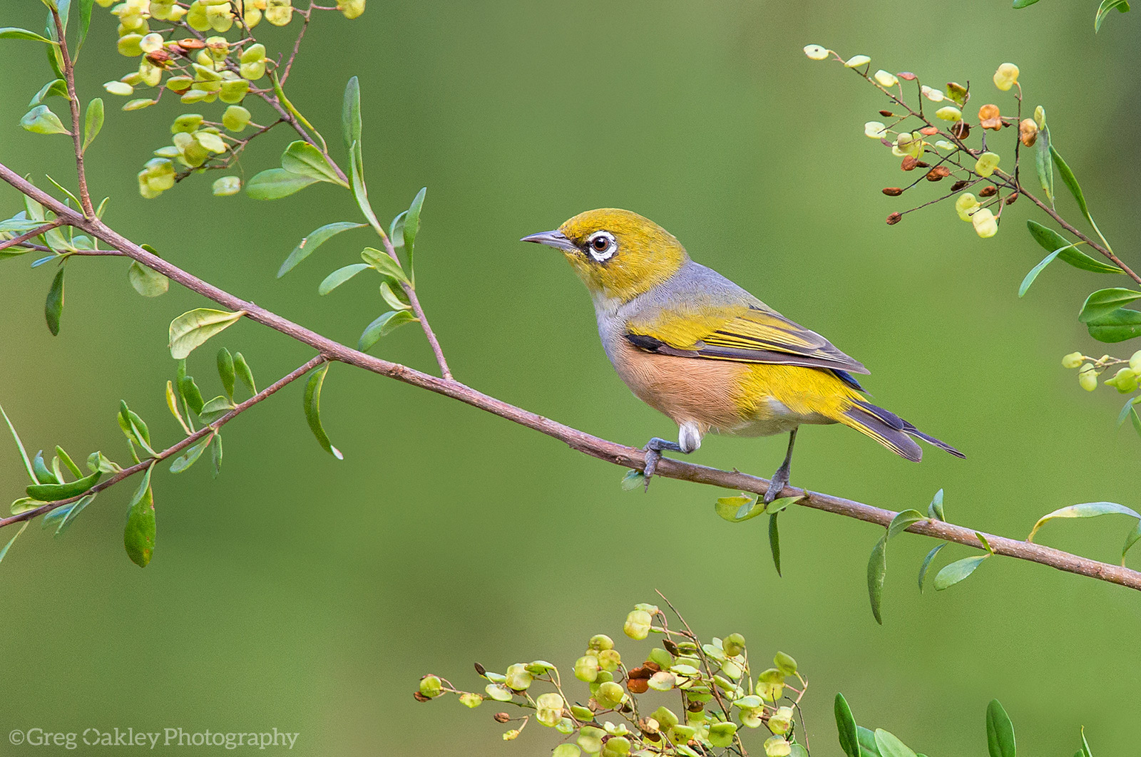 Silvereye