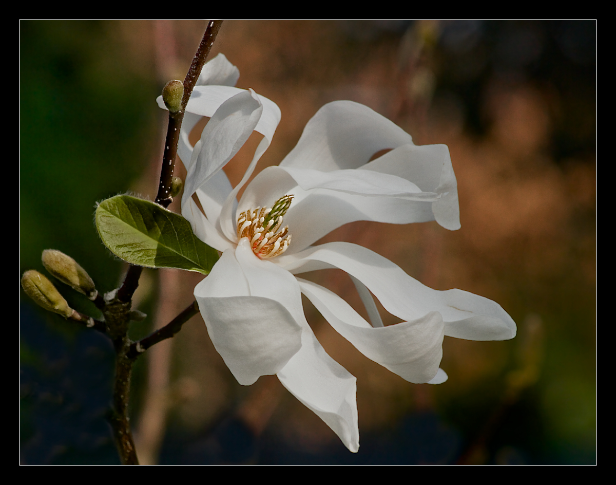 White Flames