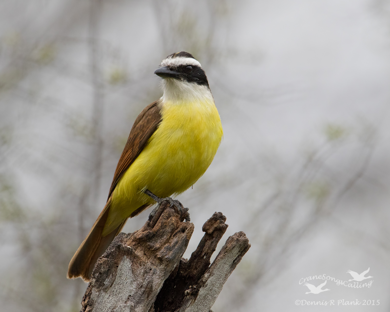Great Kiskadee