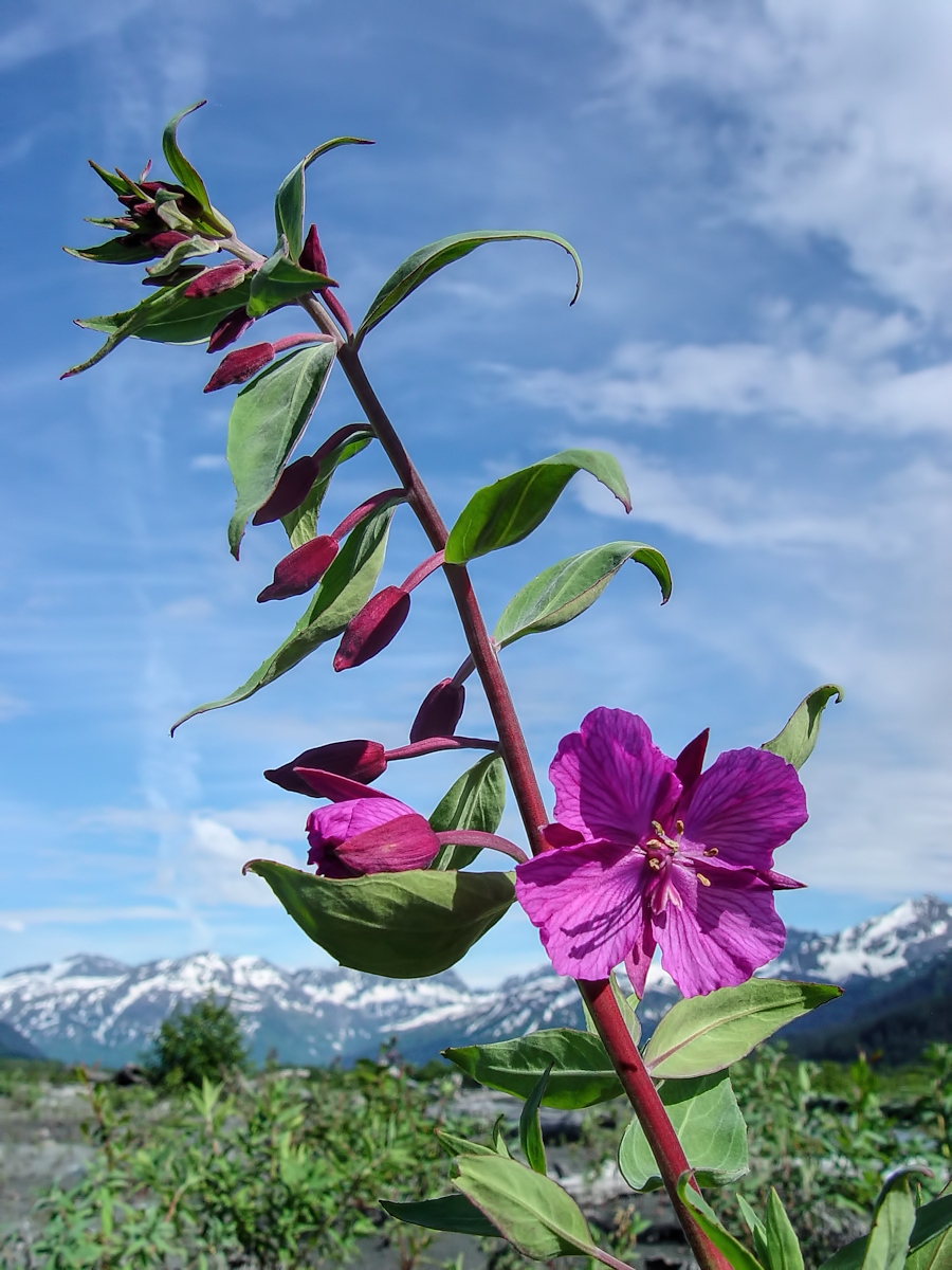 Skyborne Fireweed