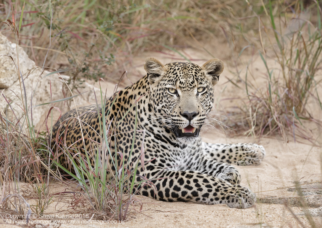 Ntsongwaan - The Leopard