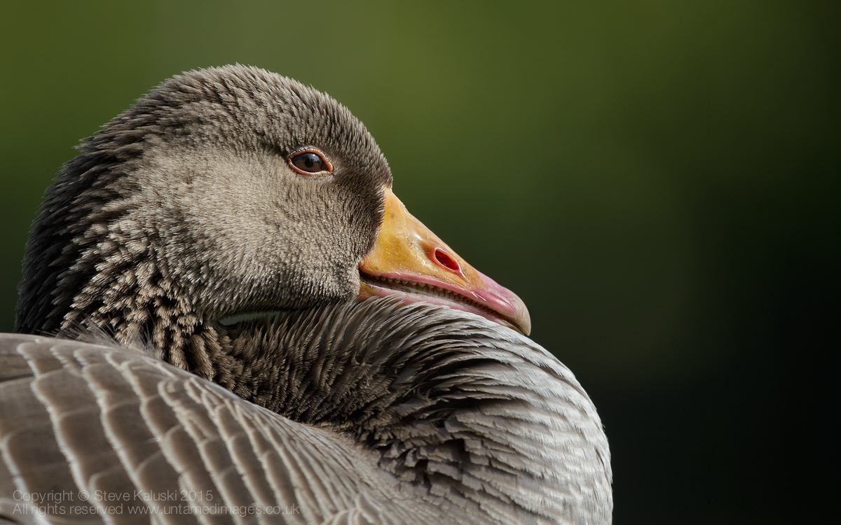 Greylag Goose + RP