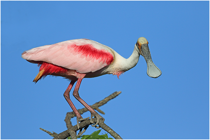 Roseate Spoonbill