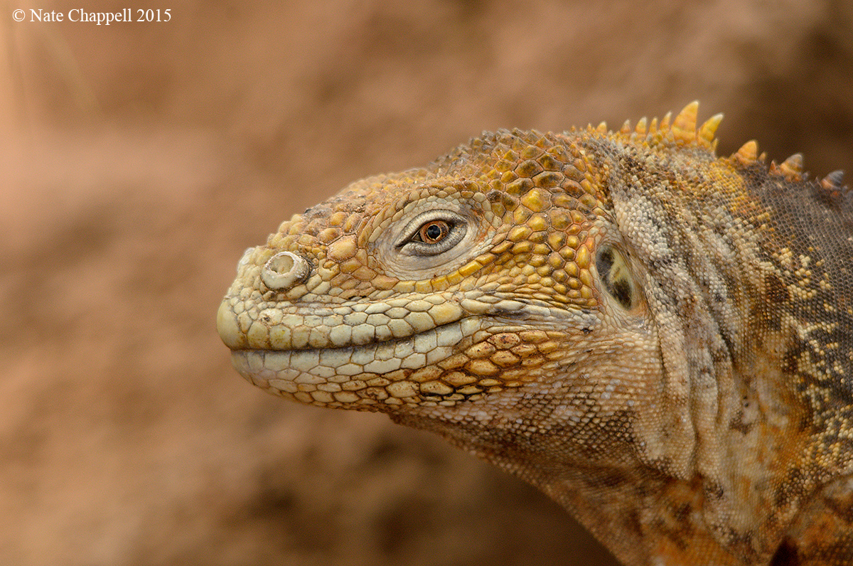 Galapagos Land Iguana