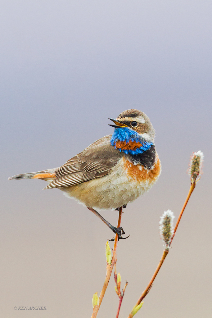 Bluethroat Singing