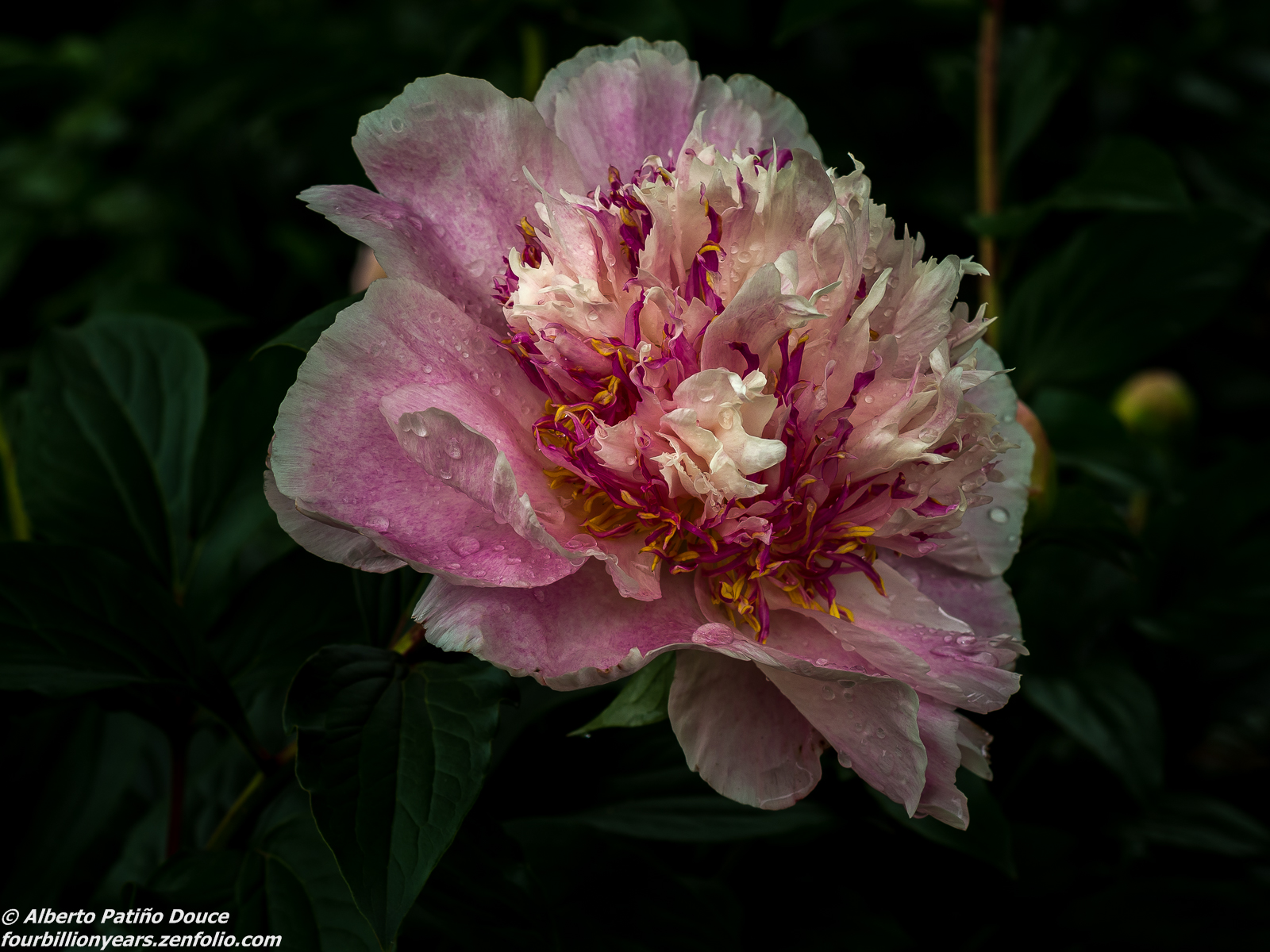 Peony 