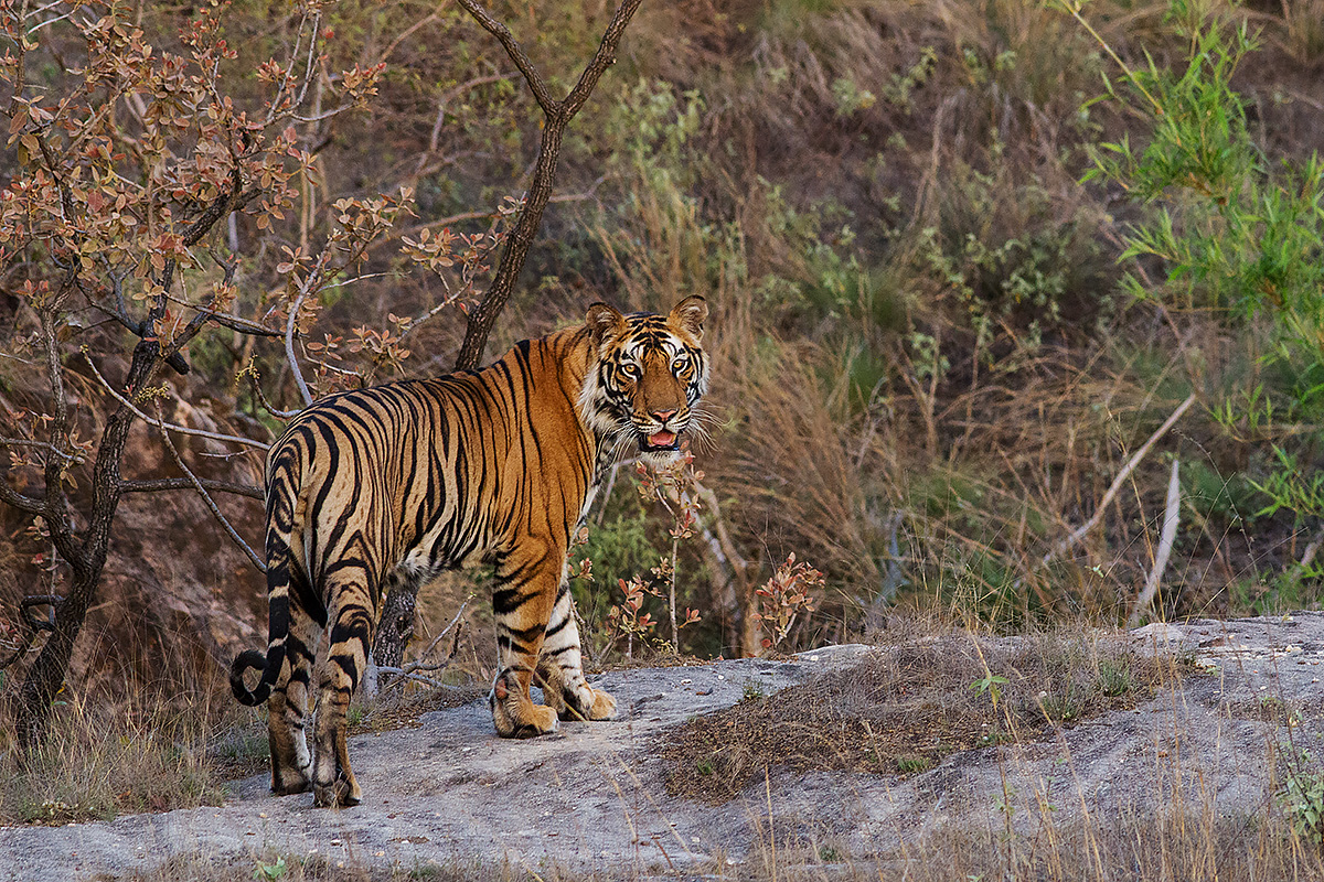 young male tiger