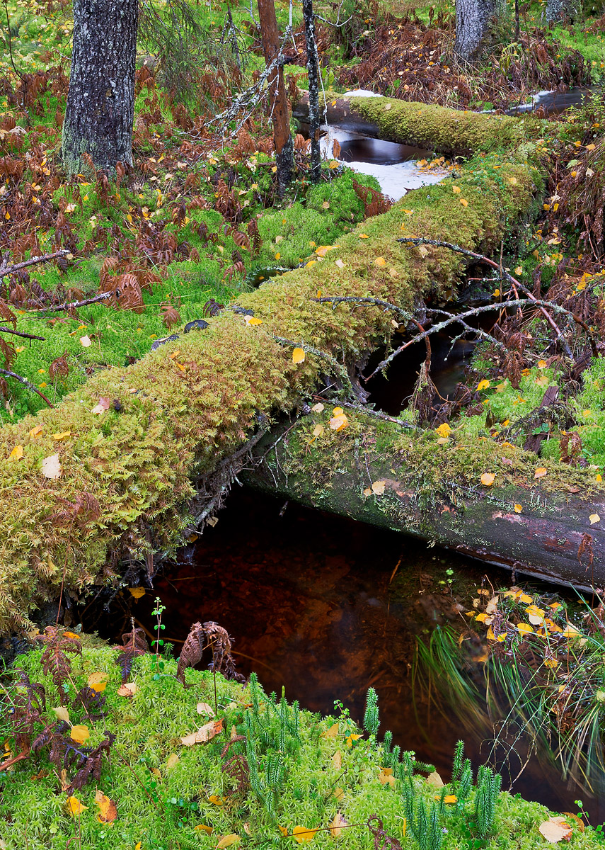 Diagonal woods