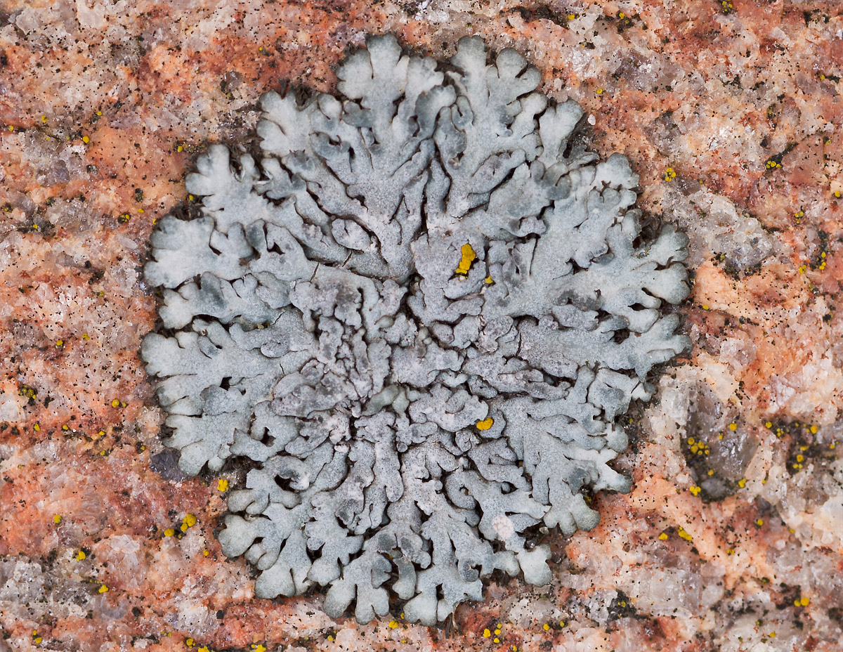 Lichen