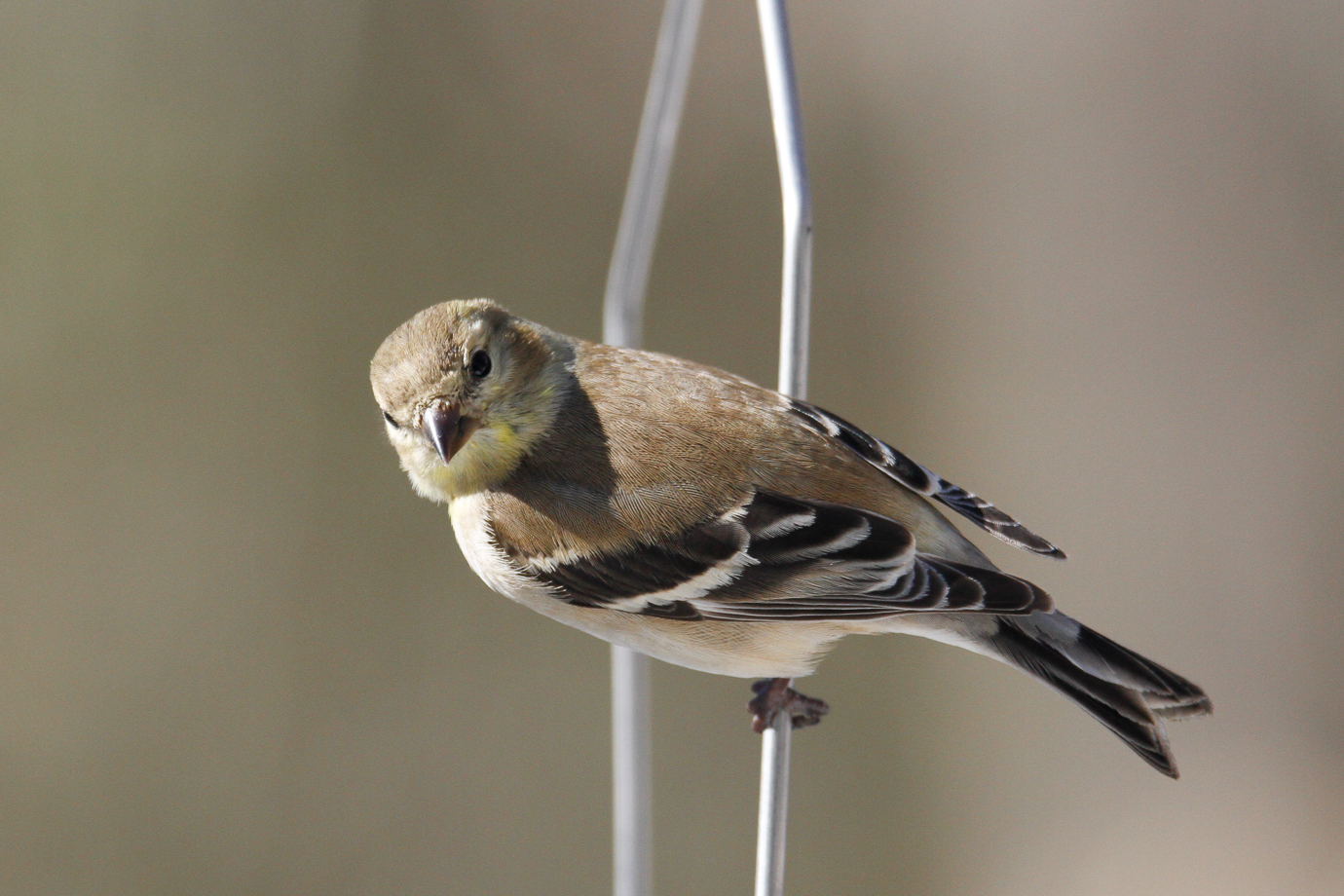 American Goldfinch