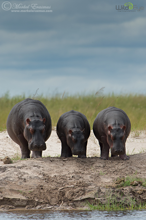 Three Sleepy Hippos