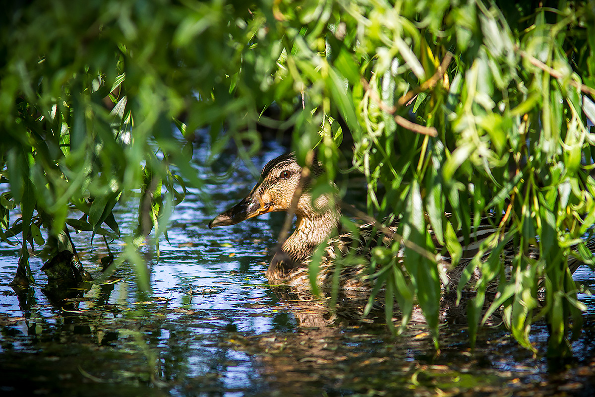Mother in hiding