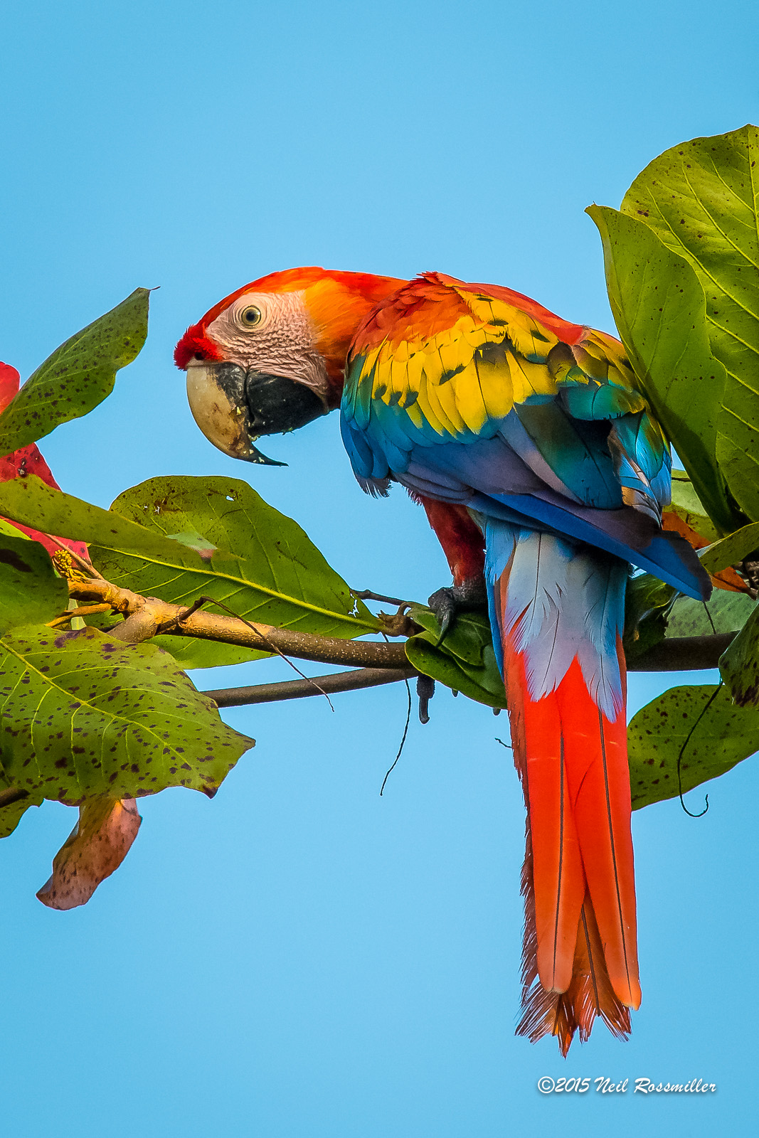 Scarlet Macaw-Ara macao