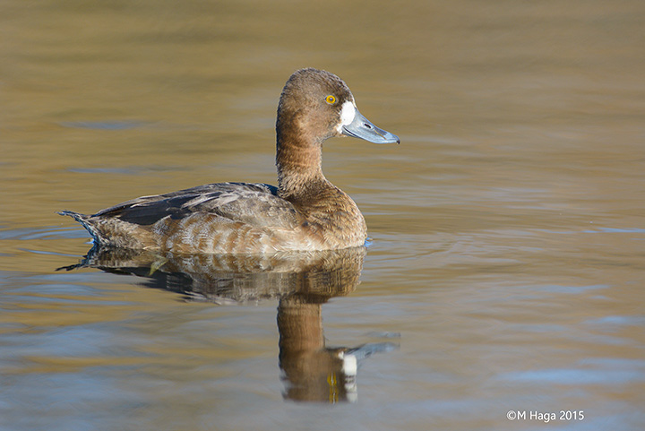 Lesser Scaup, female