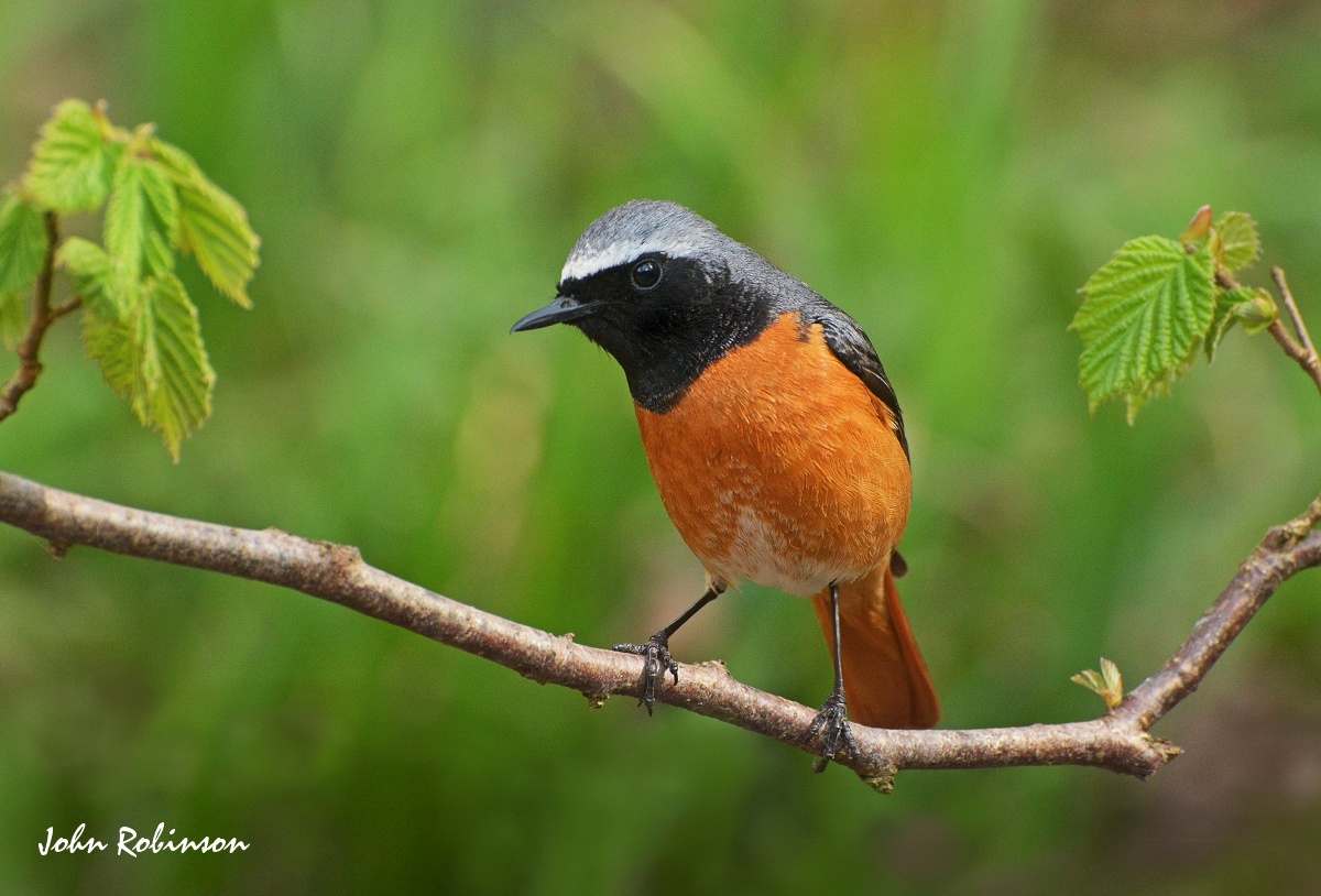Redstart