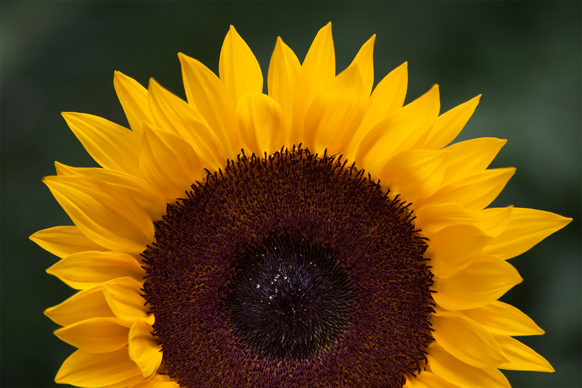 Sun | Flower