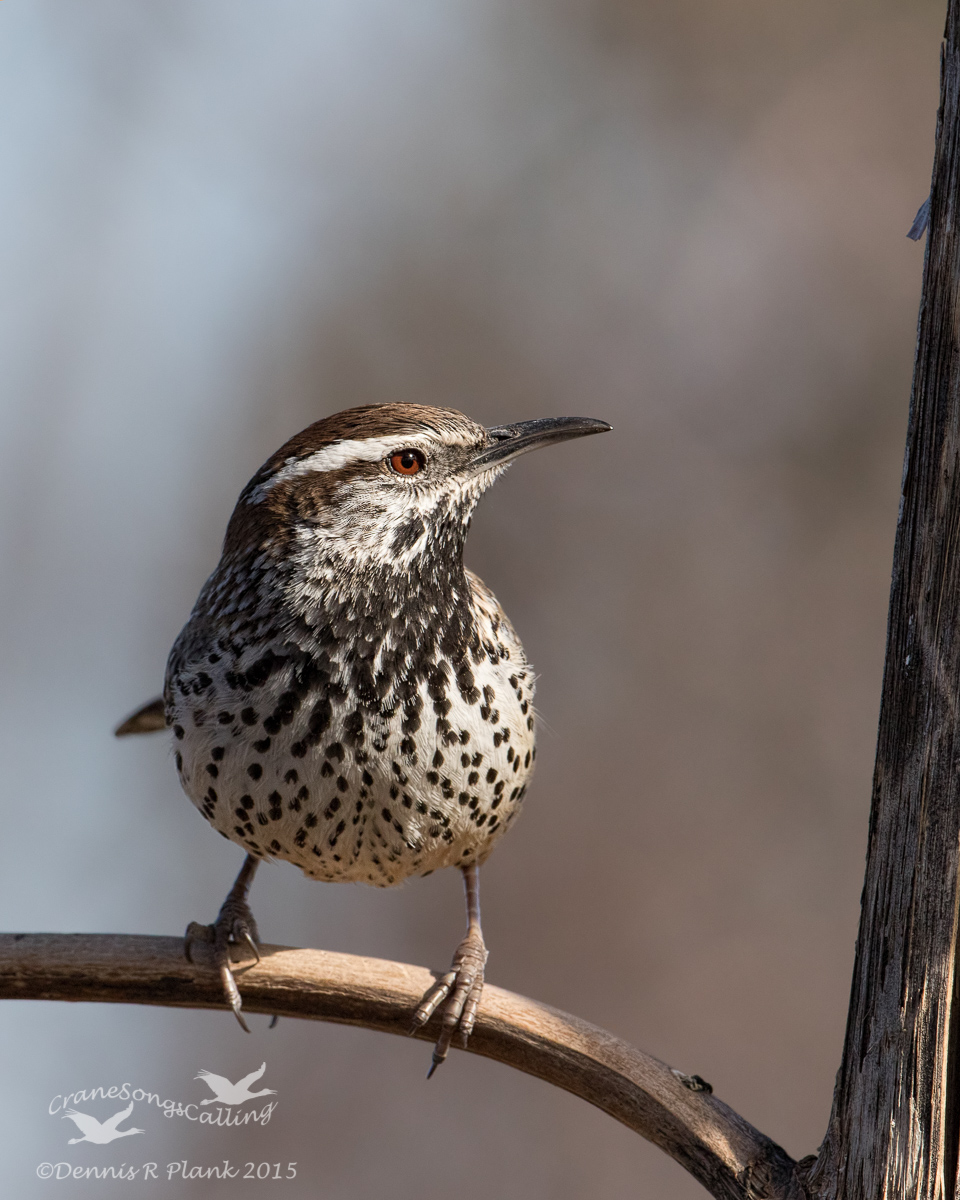 Cactus Wren