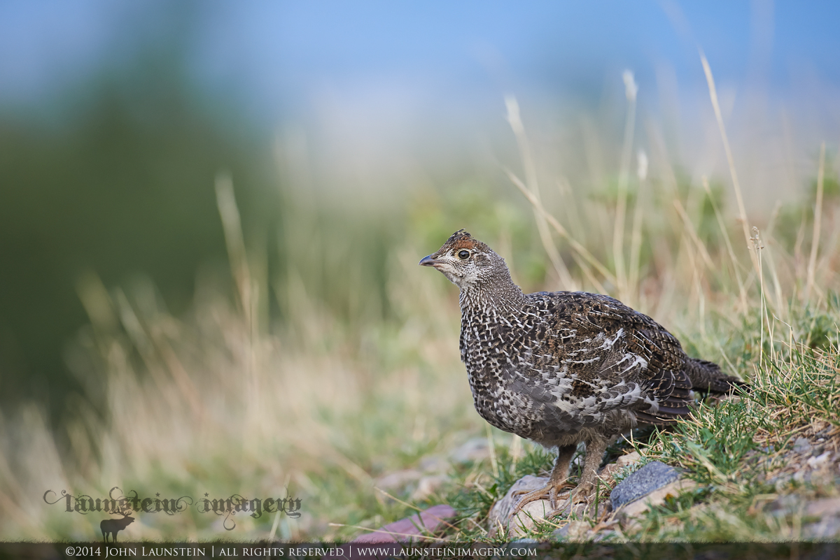 Juvi Spruce Grouse