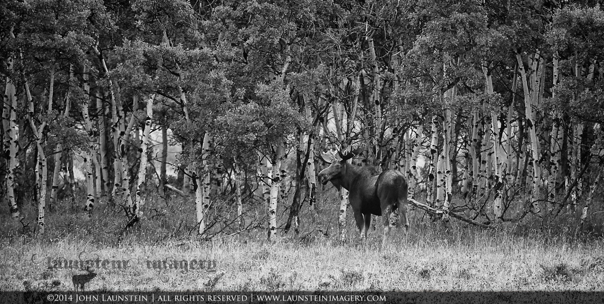 Aspen Bull