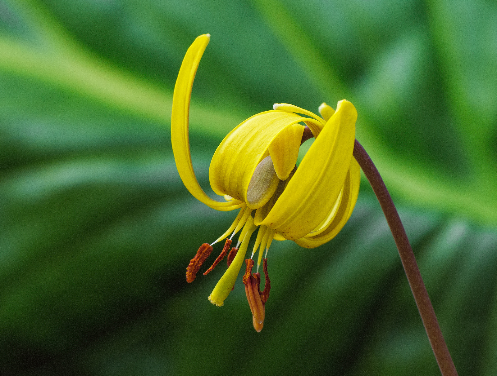 Trout Lily