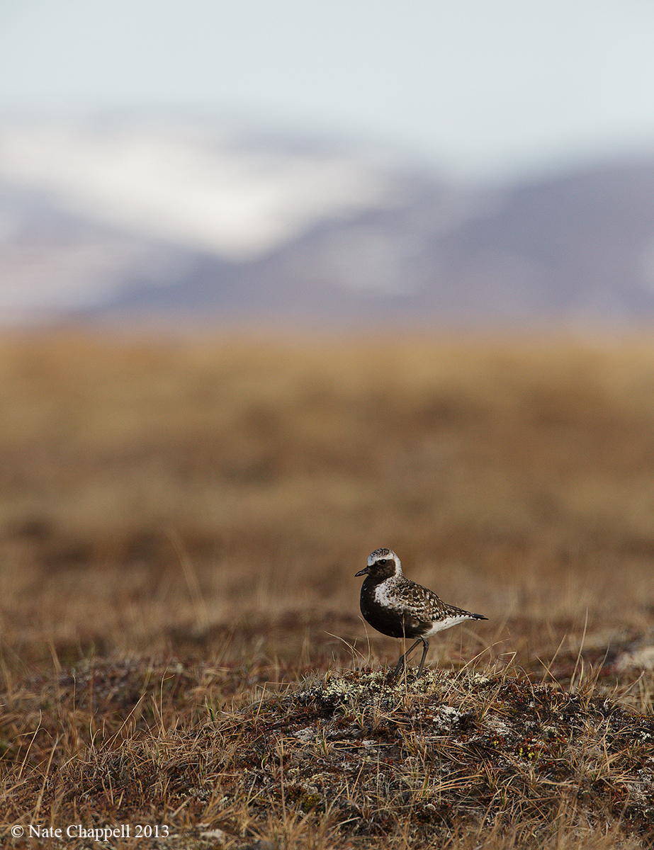 Black-bellied Plover