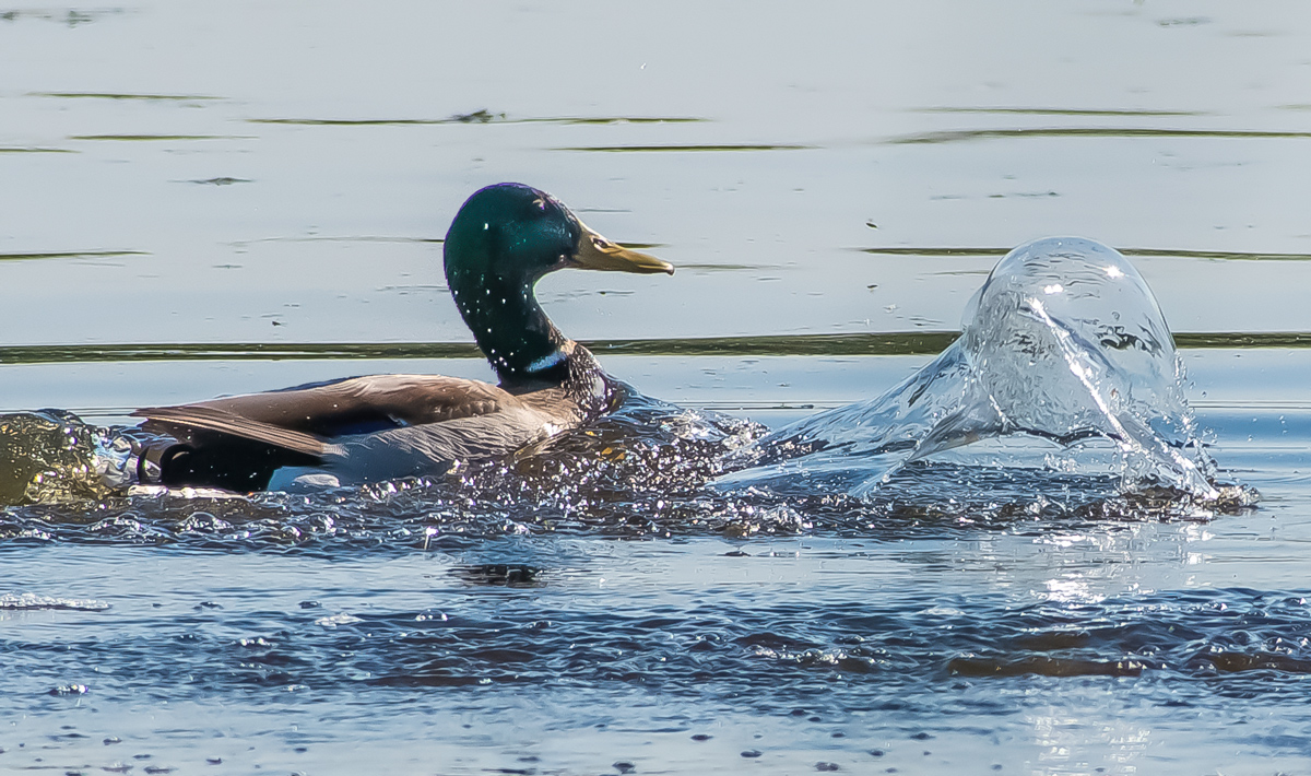 Mallard Moves Water
