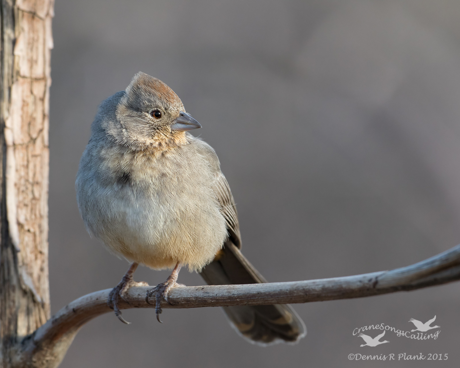 Another Canyon Towhee